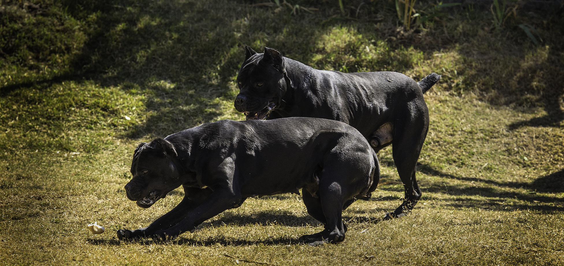 Dois Cane Corso gastando energia em um dia de sol