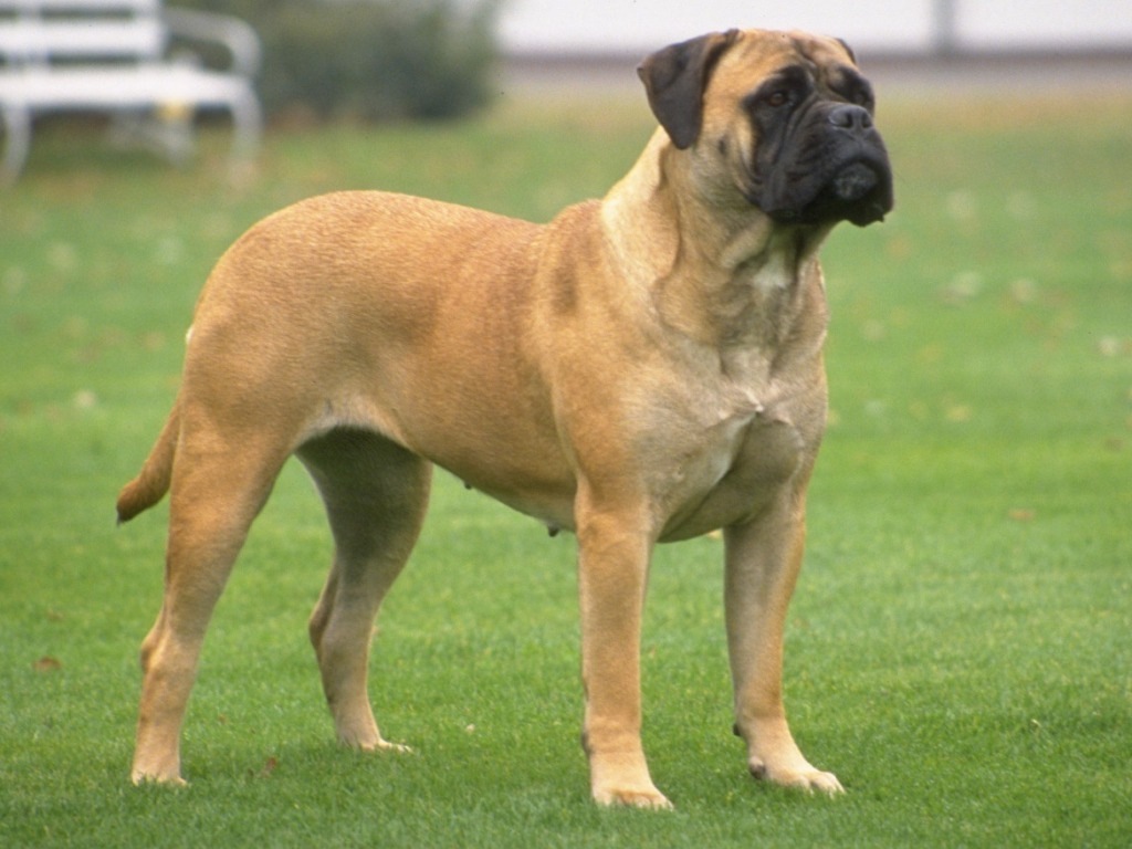 Este é o Bullmastiff 