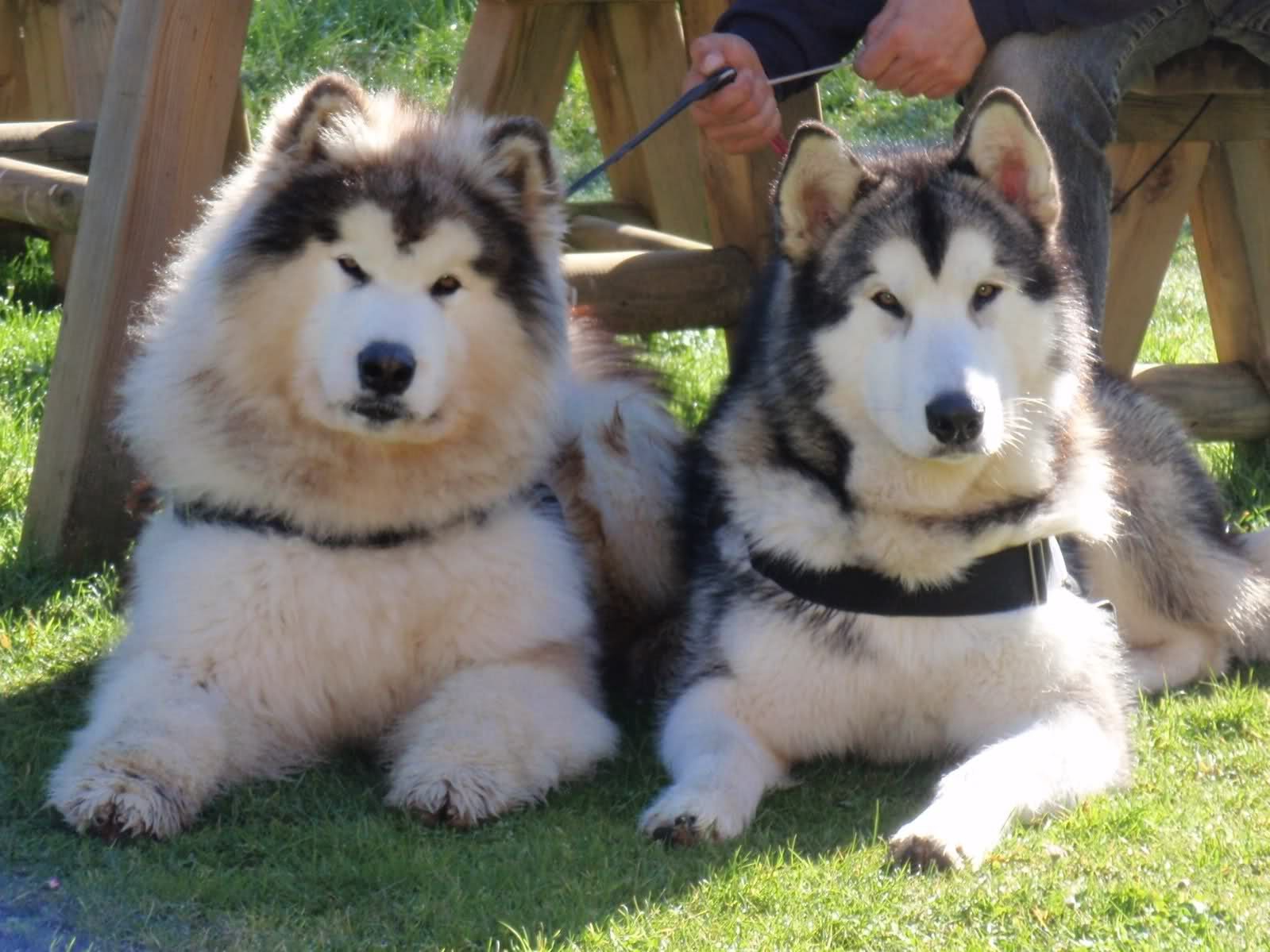 Malamutes do Alasca em dia de sol!