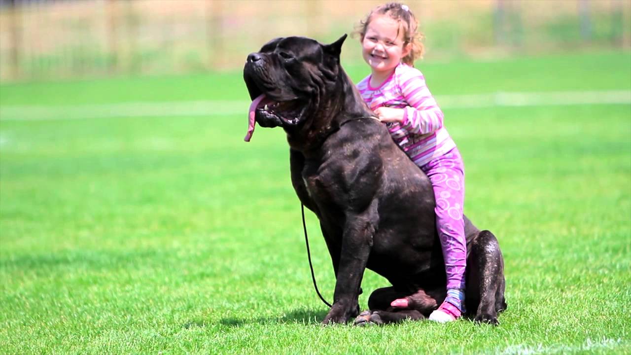 Esta foto dá uma boa ideia do tamanho que o Cane Corso pode atingir