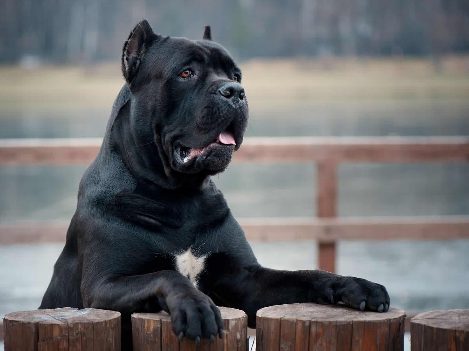 O Cane Corso e nenhum outro cão deve ter as orelhas cortadas para ter a aparência como nesta foto