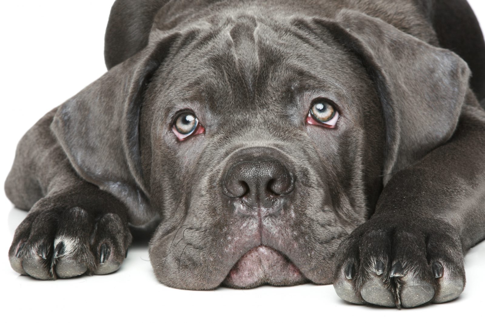 O Cane Corso tem um olhar doce 