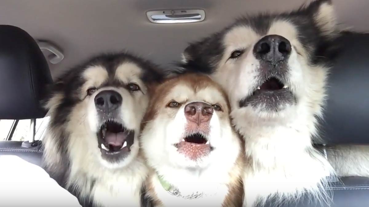 Amigos Malamutes do Alasca naquela selfie!