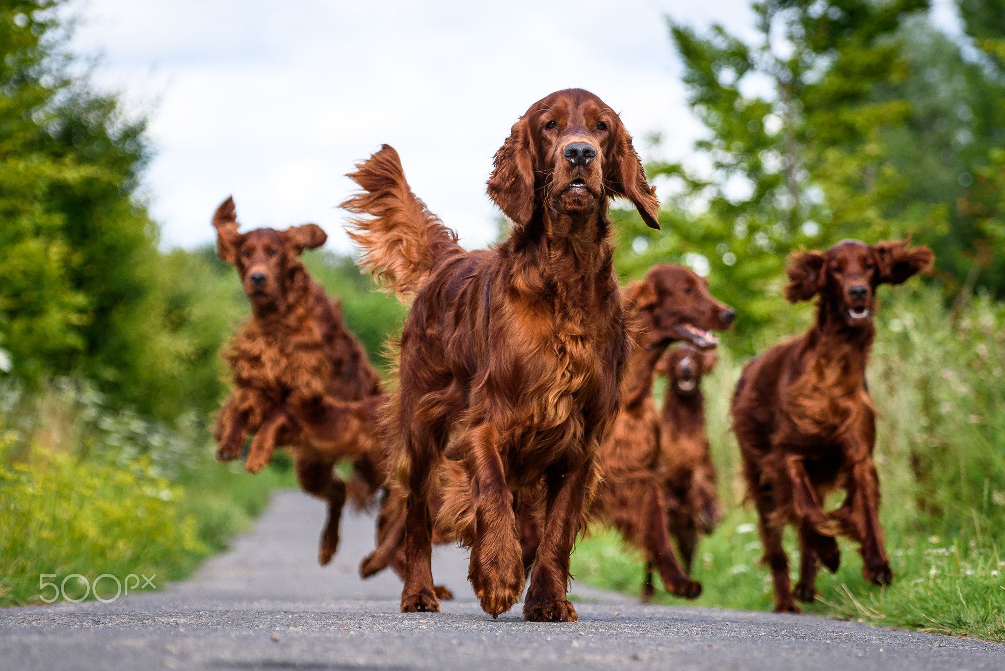 Um numerosa família de Setter Irlandês