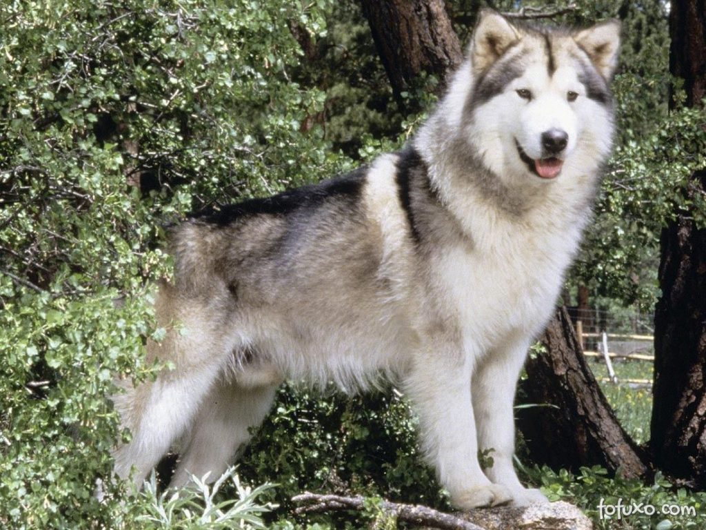 Malamute do Alasca