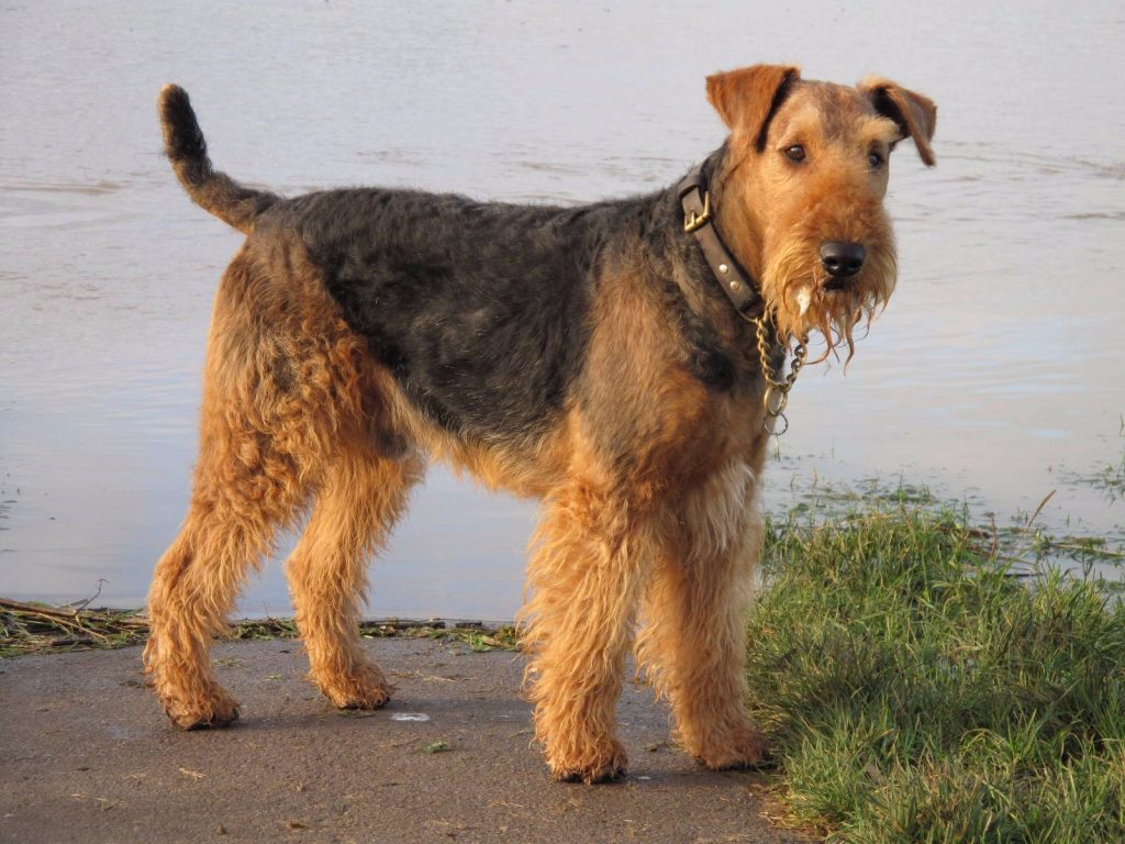 Airedale Terrier