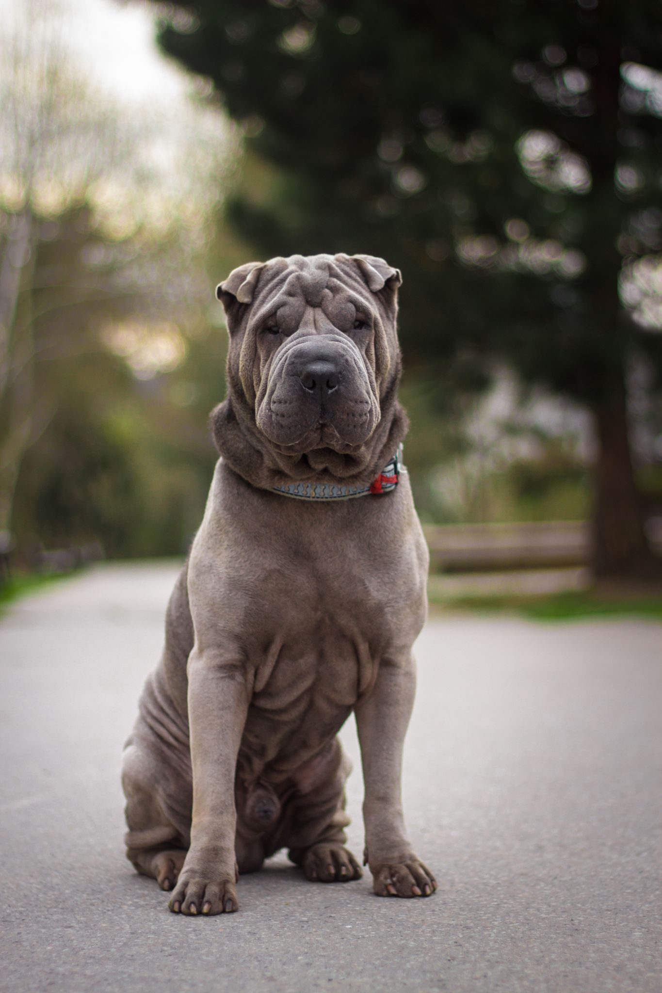 Shar Pei - Lindo, protetor, devotado e muito teimoso! 3