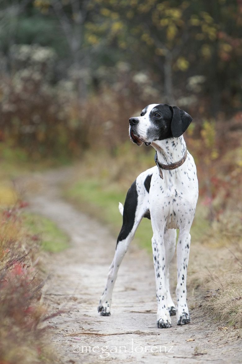 O Pointer Inglês é dono de um corpo esguio e elegante