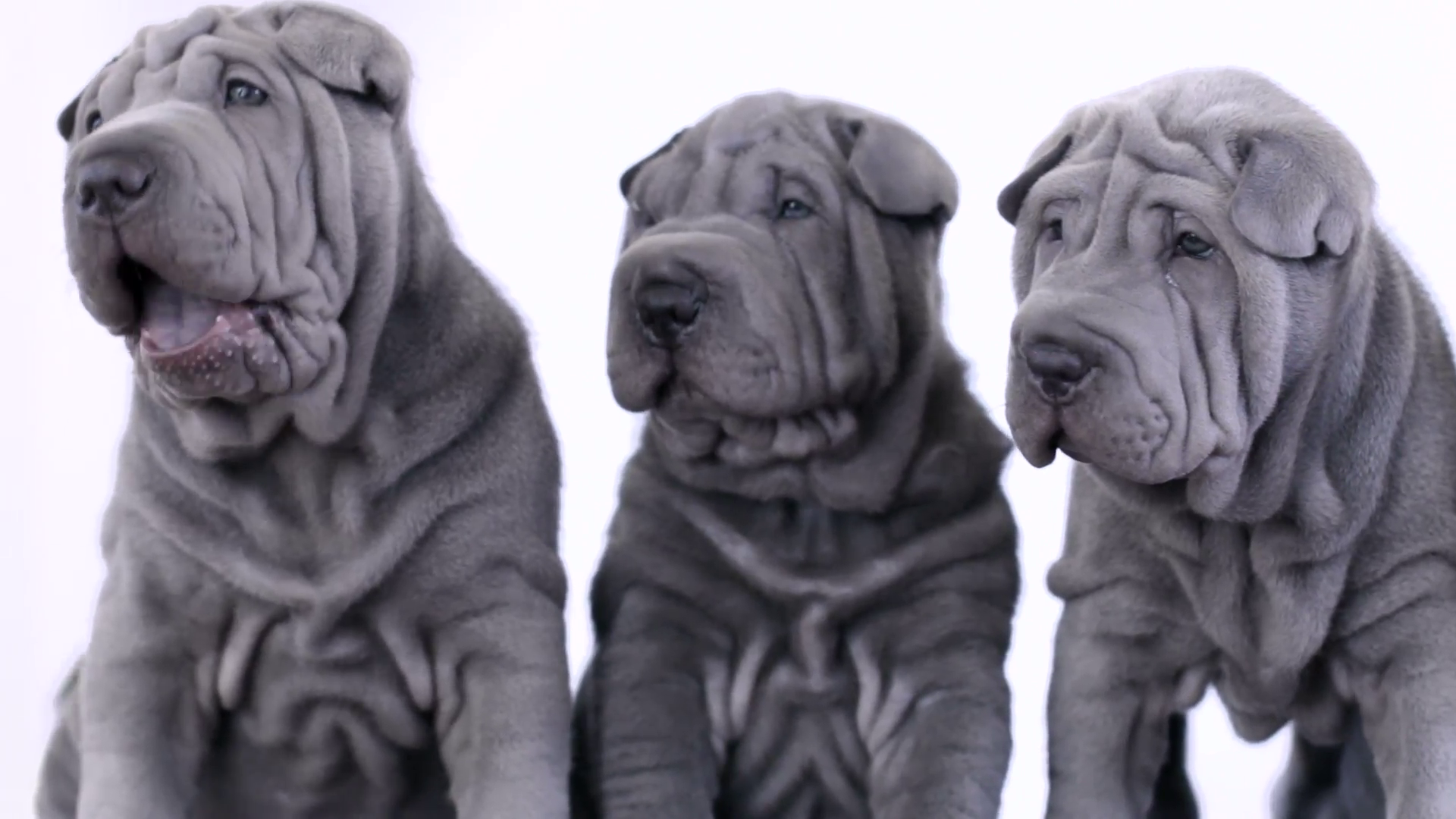 Esta é uma das cores mais raras do Shar Pei