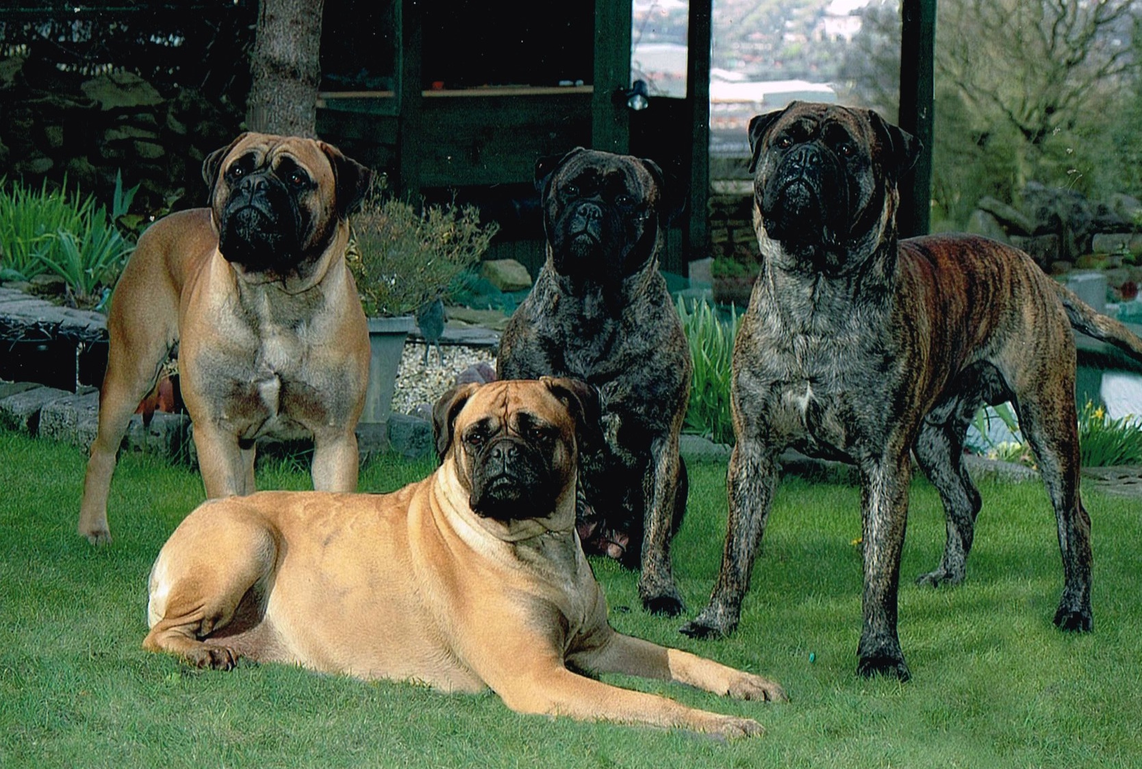 Temos Bulmastiff em todas as cores!