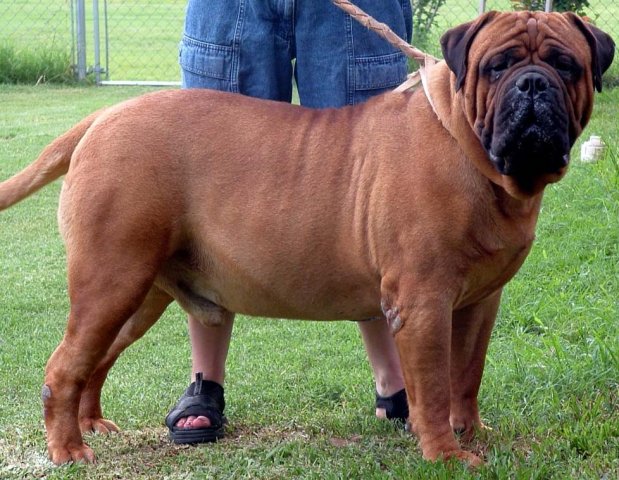 Bulmastiff