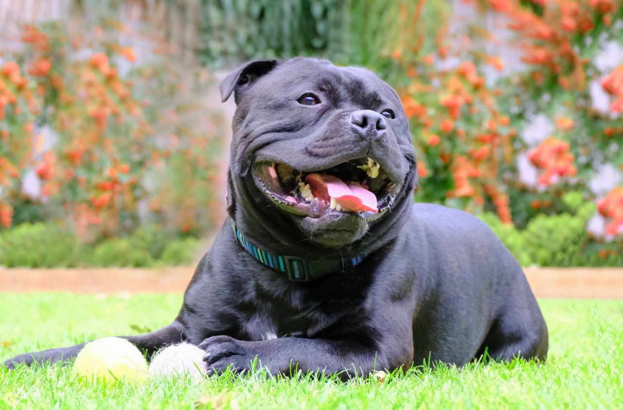 Este é o Staffordshire Bull Terrier