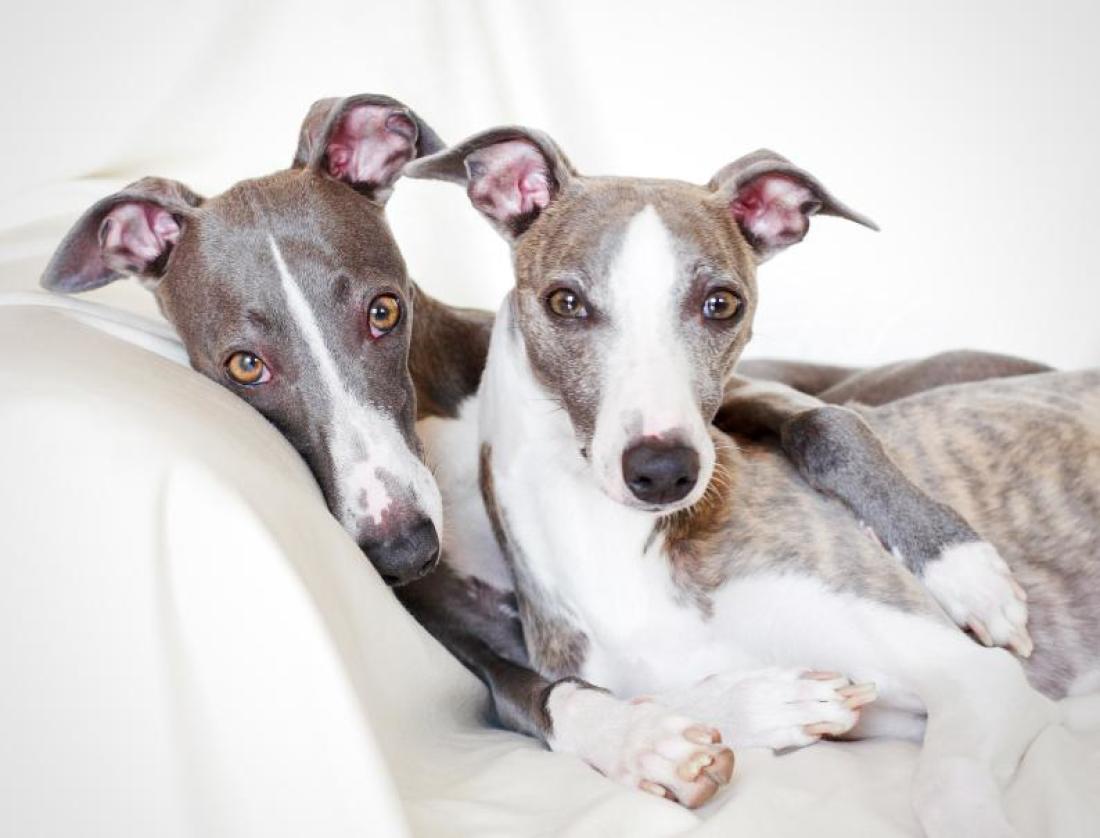 Um casal de Whippet de chamegos no sofá