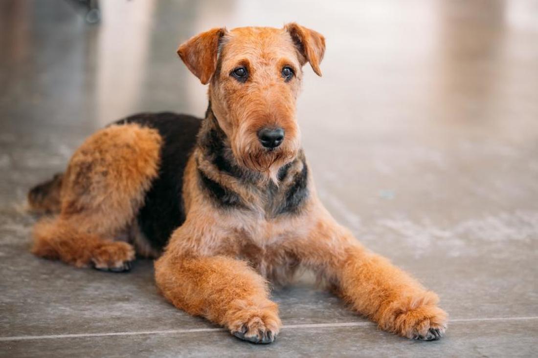 Este é o Airedale Terrier