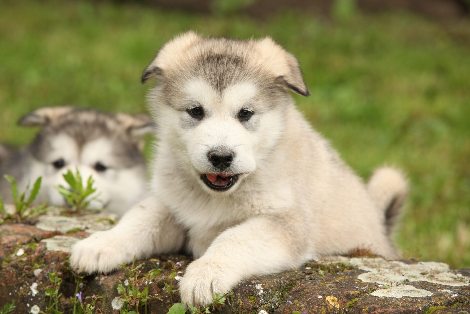 Aquele momento fofura que nunca falta aqui na Meu Pet Favorito! Filhotes de Malamute do Alasca!