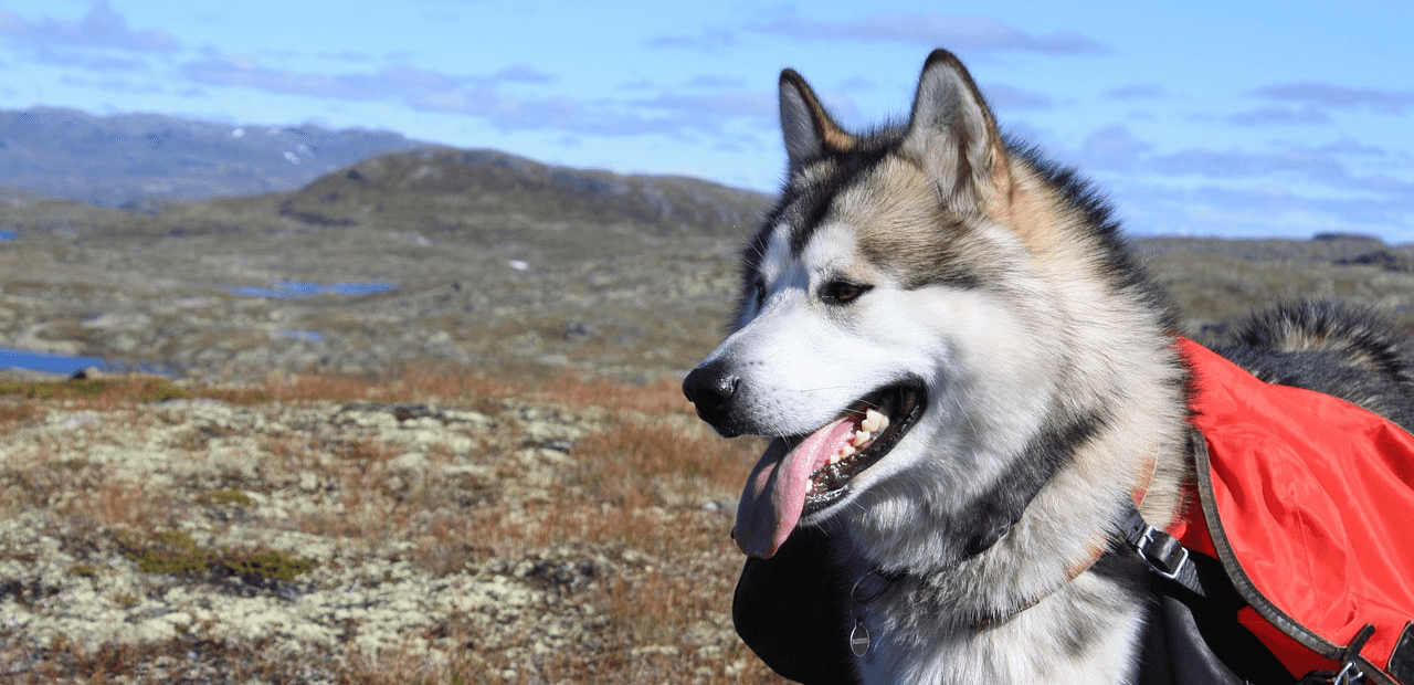 Este é o Malamute do Alasca!