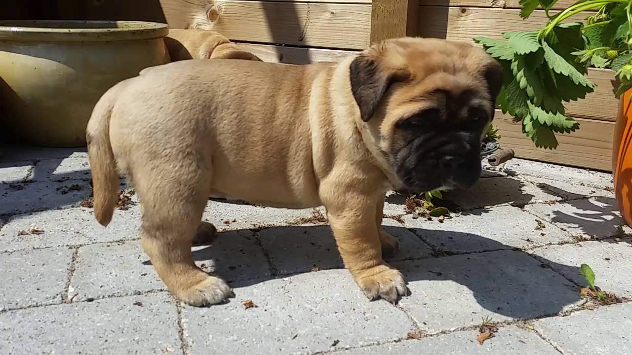 Mesmo quando bebê, o Bulmastiff já dá sinais de que vai ser um cão de grande porte e robusto