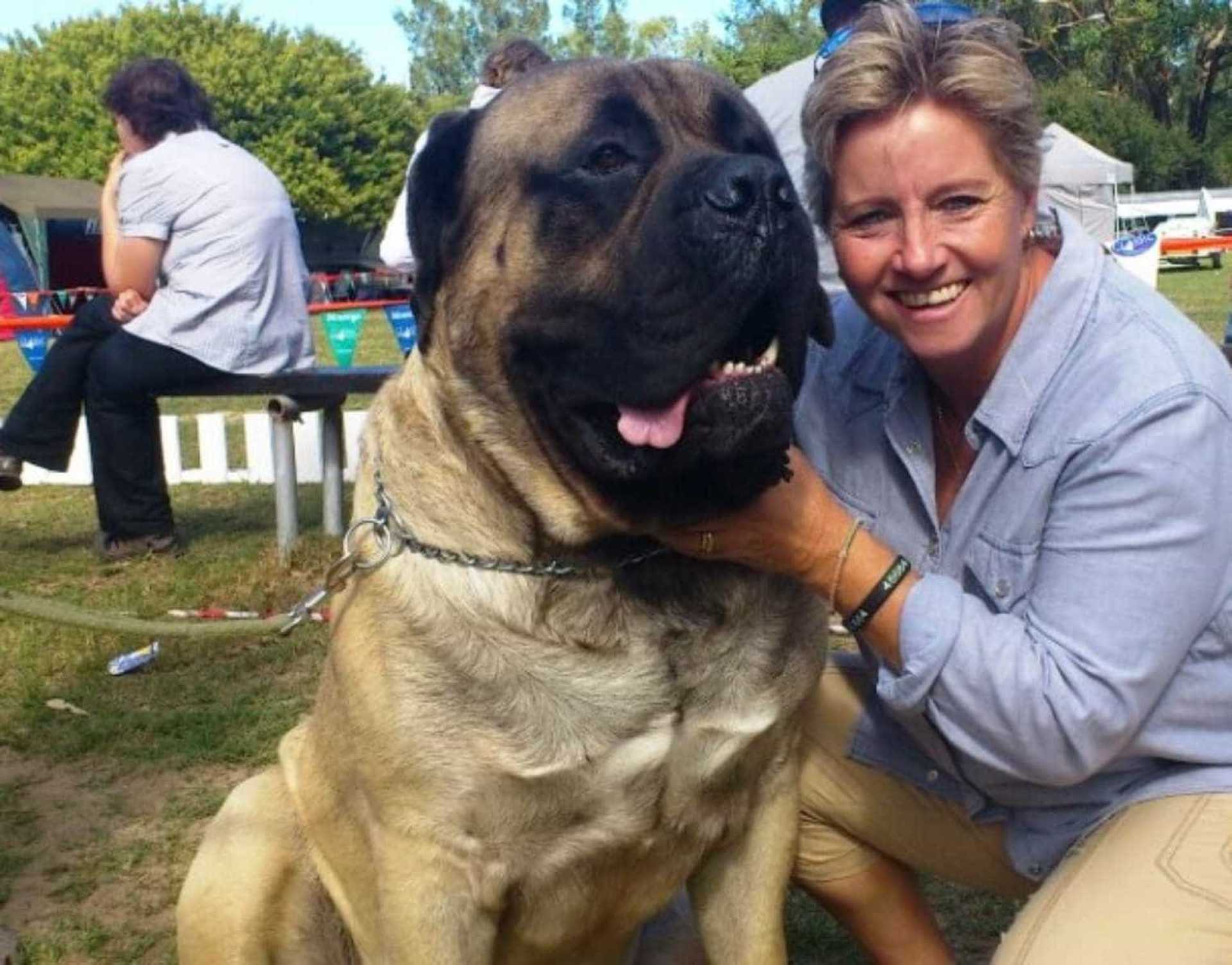 Bulmastiff - Grande cão de guarda e companheiro gentil! 1