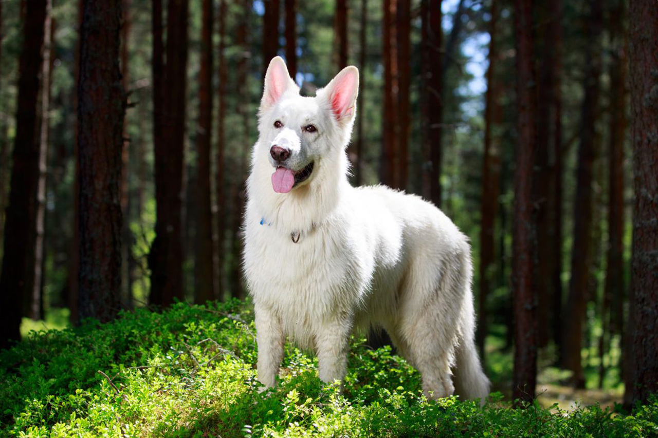 O Pastor Suíço é um cão de guarda alegre e brincalhão