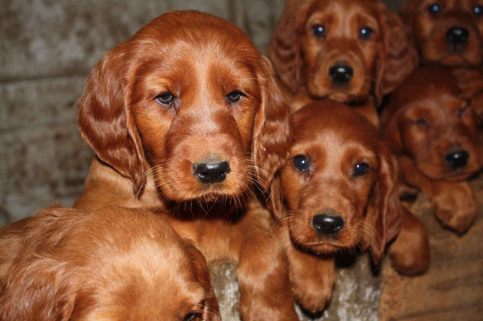 Momento fofura nunca falta aqui na Meu Pet Favorito! Lindos filhotes de Setter Irlandês