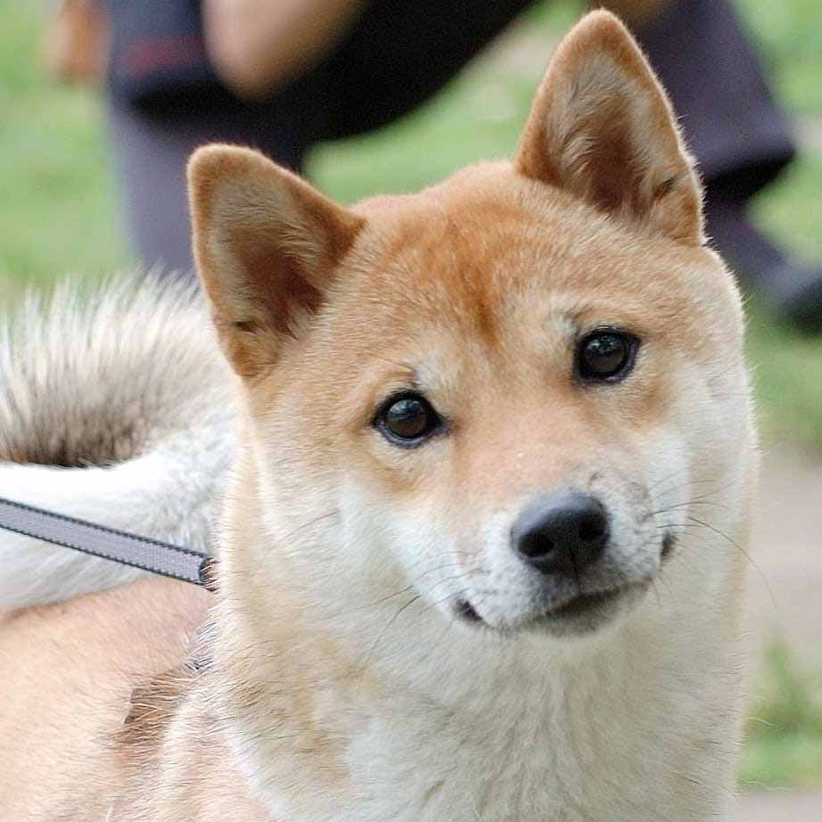 Momento fofura do Shiba Inu