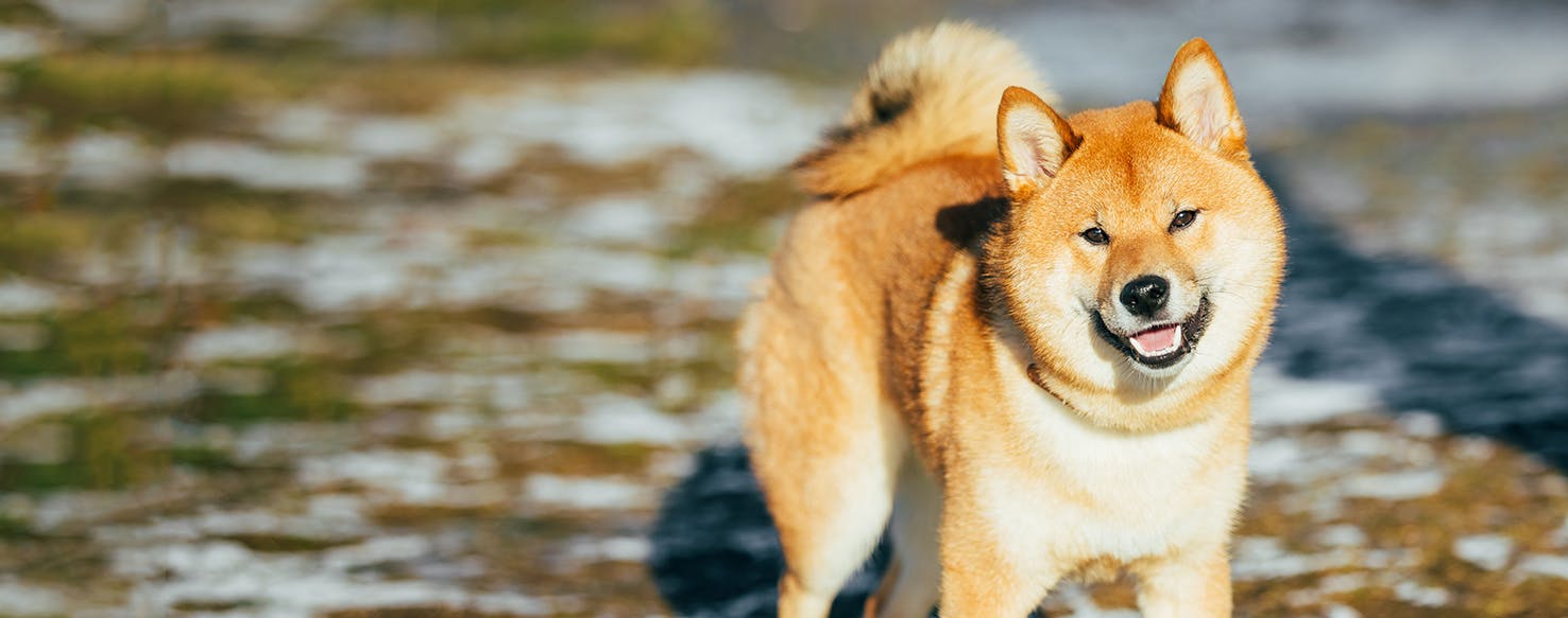 Shiba Inu 