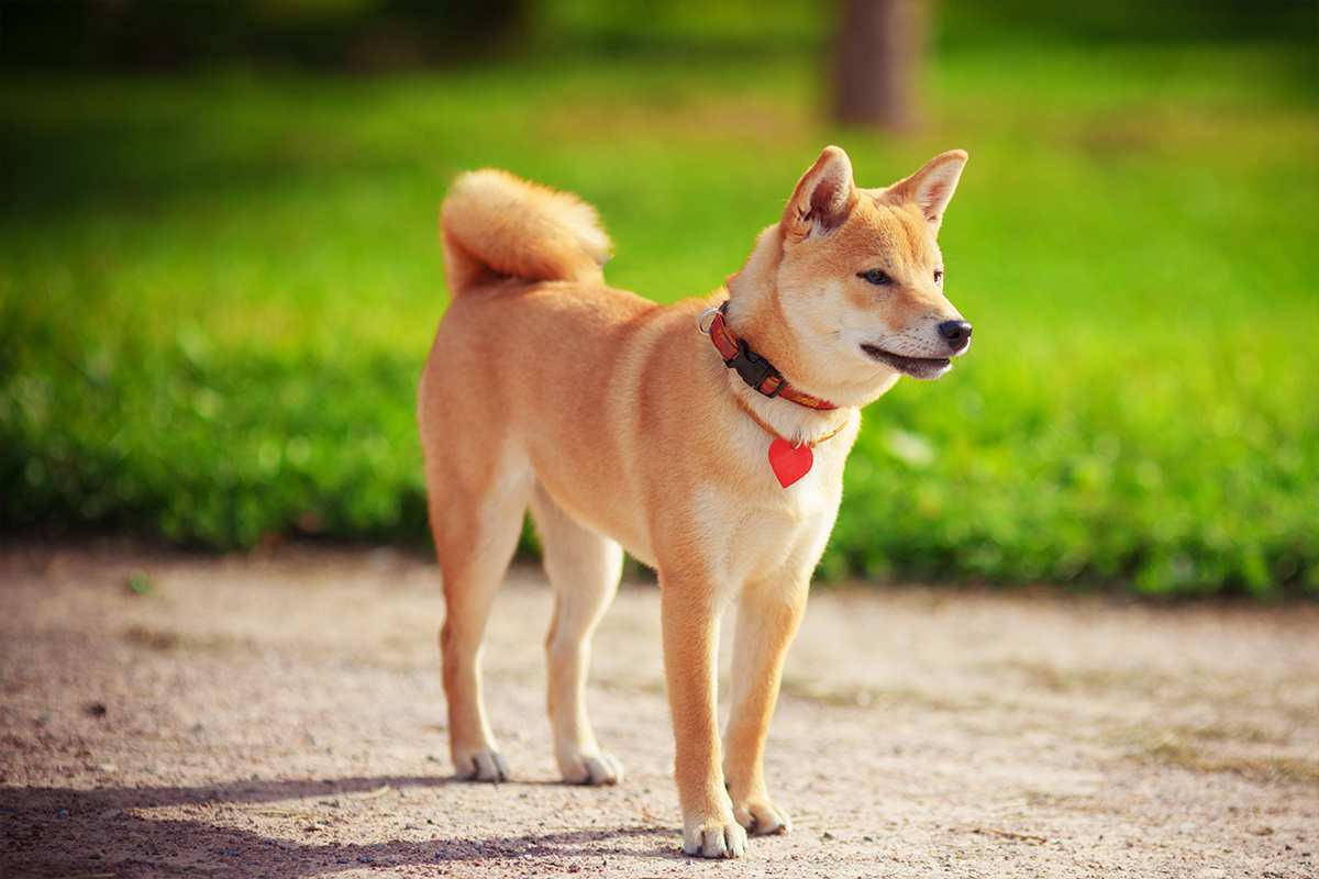 O lindo Shiba Inu