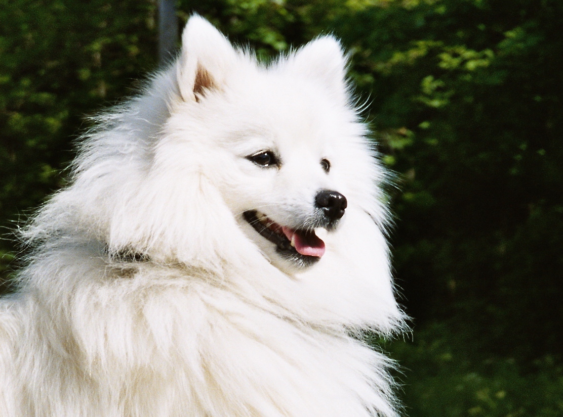 A pelagem vasta é uma das características do Spitz Japonês