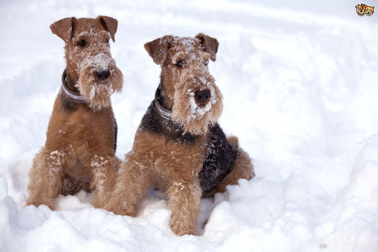 qA grossa pelagem do Airedale Terrier o deixa preparado para o frio