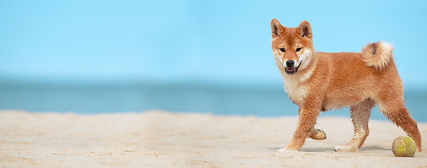 Lindo, possessivo, brincalhão: Shiba Inu