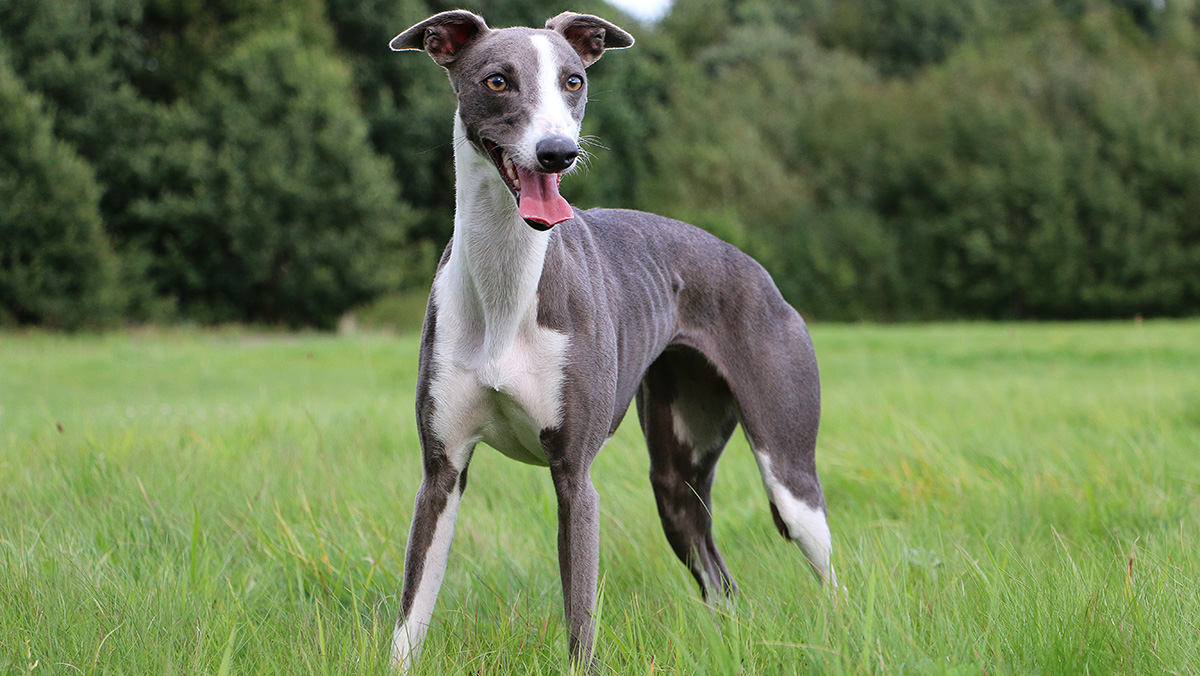 O cães Whippet podem ser de qualquer cor, sem padrões definidos