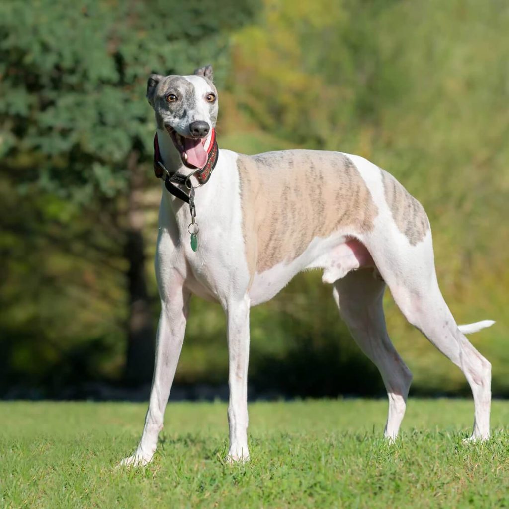 Whippet