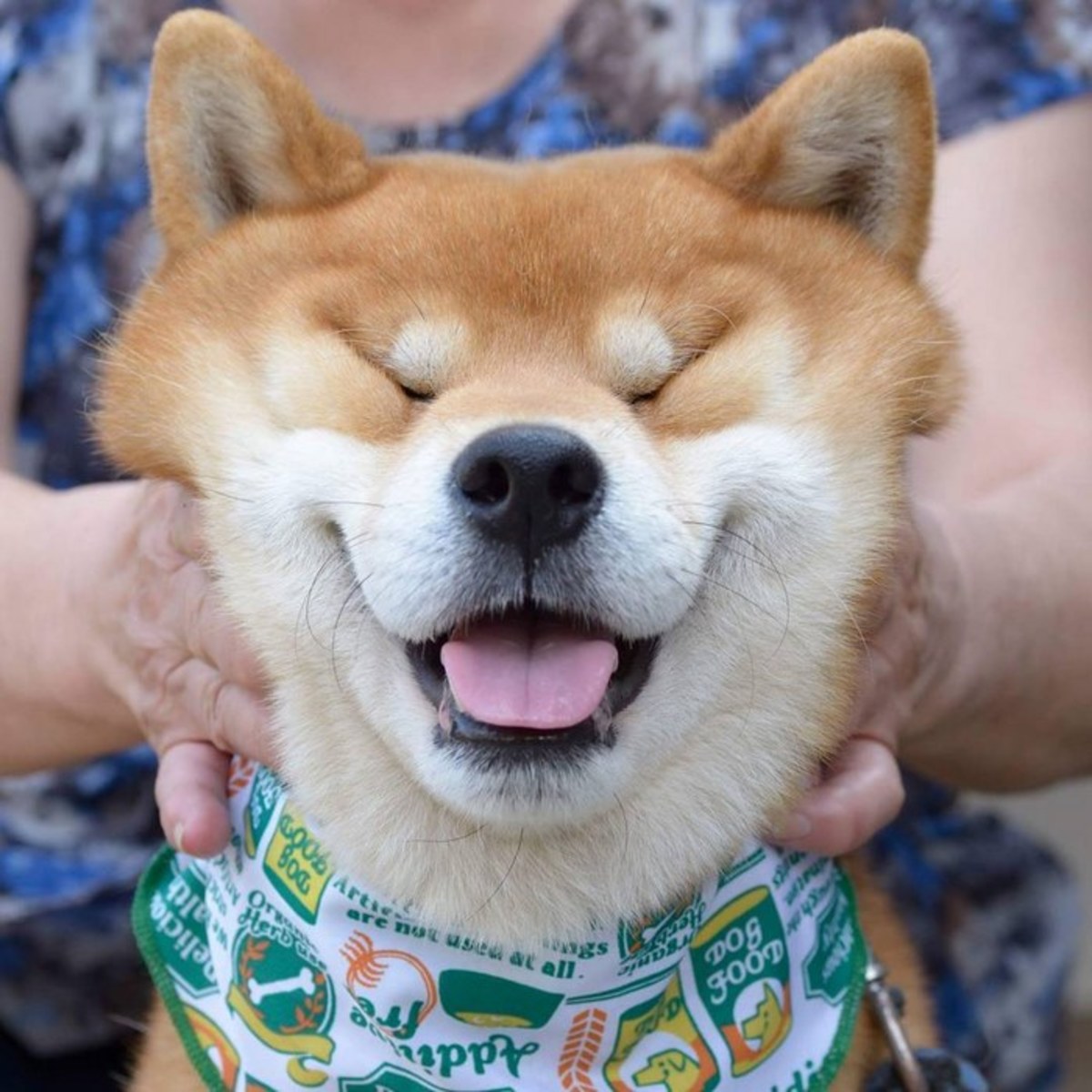 Já viu cão mais fofo do que o Shiba Inu?