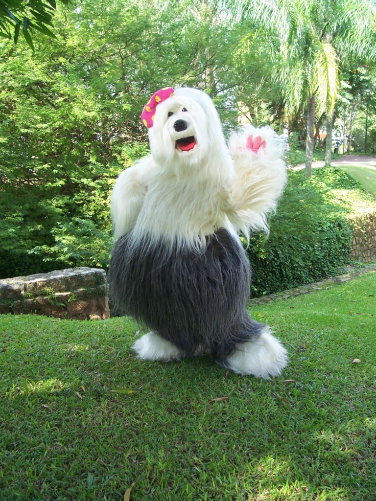 A gente não poderia deixar a Priscila de fora do artigo sobre o Old English Sheepdog 