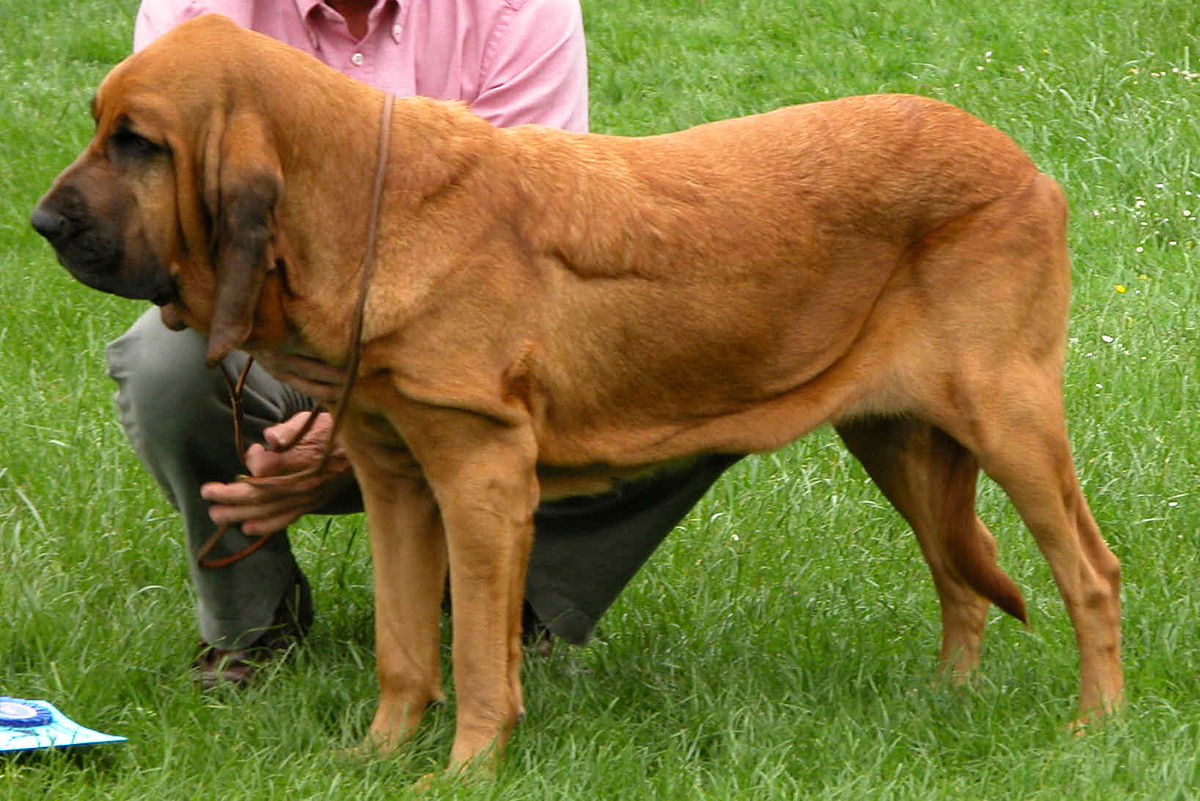 Bloodhound - Independente, gentil, tranquilo e ótima companhia ! 5