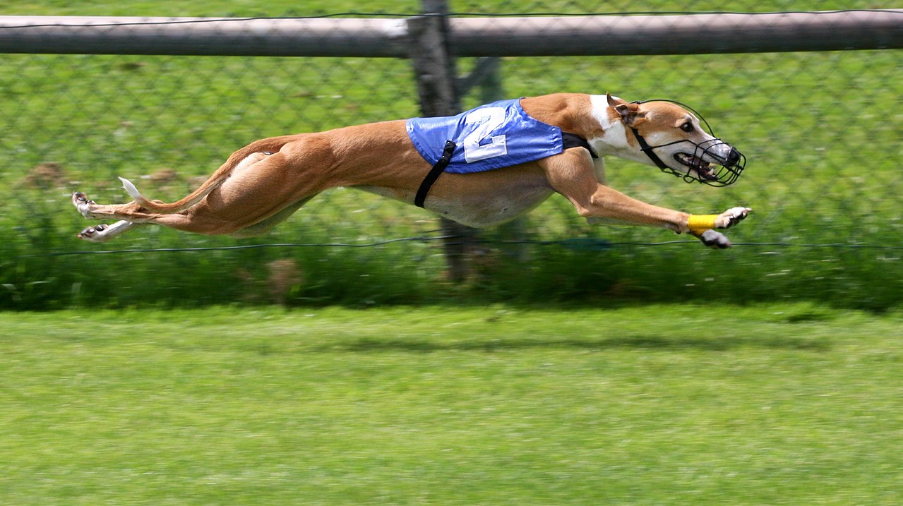 Galgo Inglês - Um cão elegante, nobre, discreto e lindo! 4