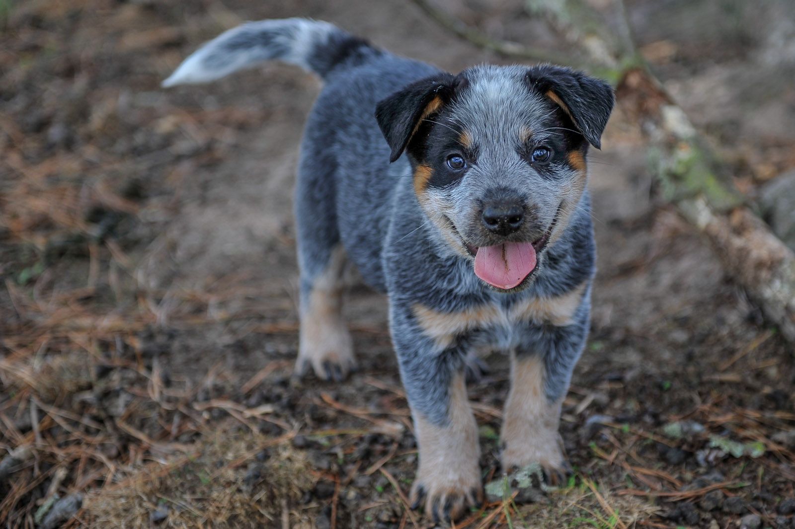 Boiadeiro Australiano - O cão de companhia mais corajoso de todos! 7