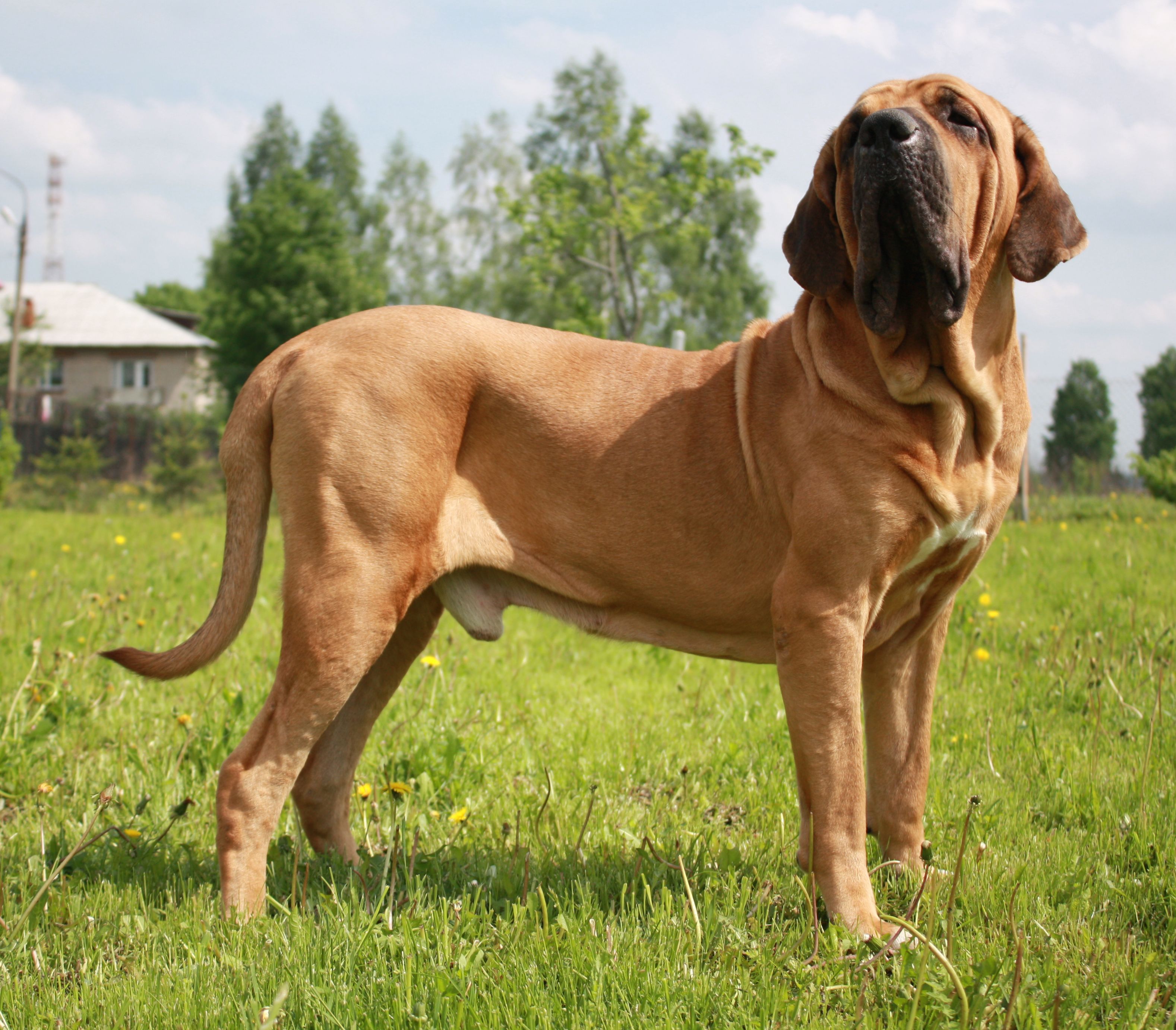 O Fila Brasileiro assusta pelo seu porte gigante