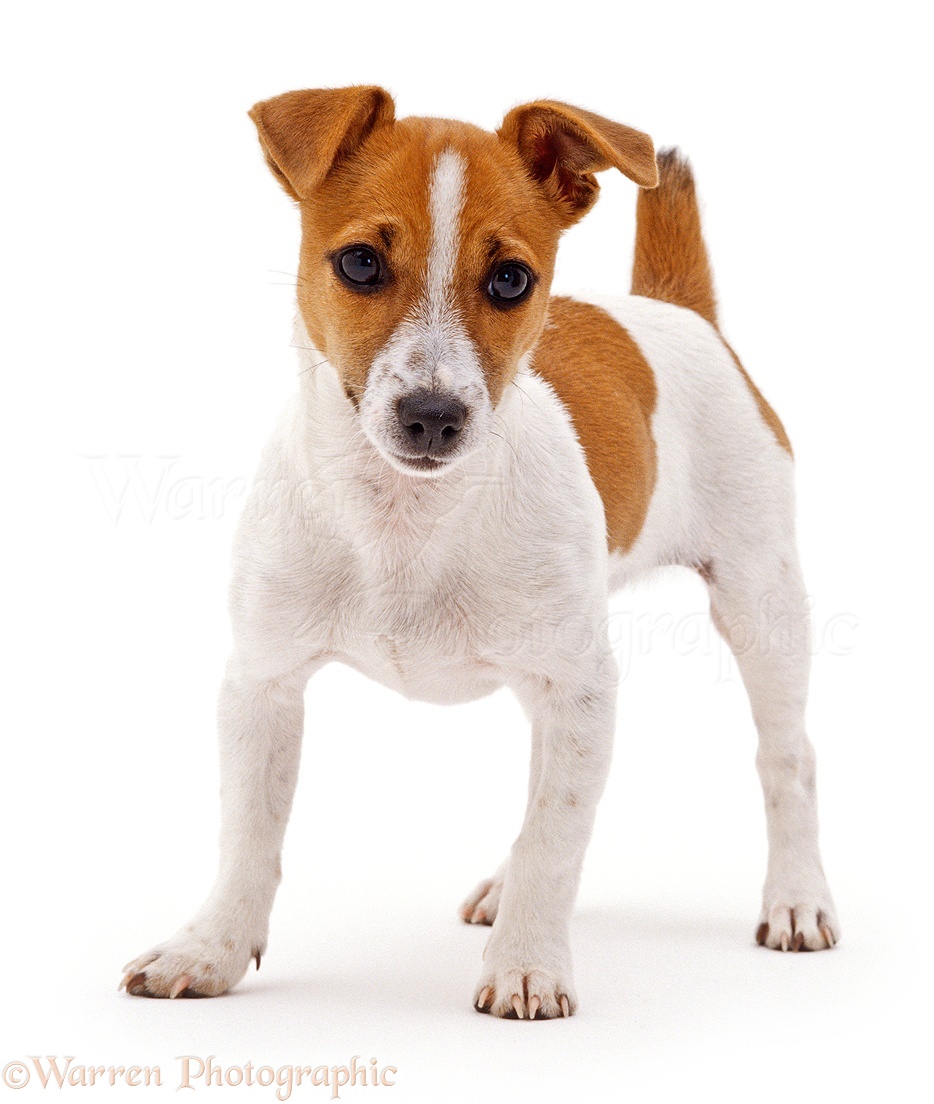 Alguns exemplares do Jack Russel Terrier tem as manchinhas em forma de máscara