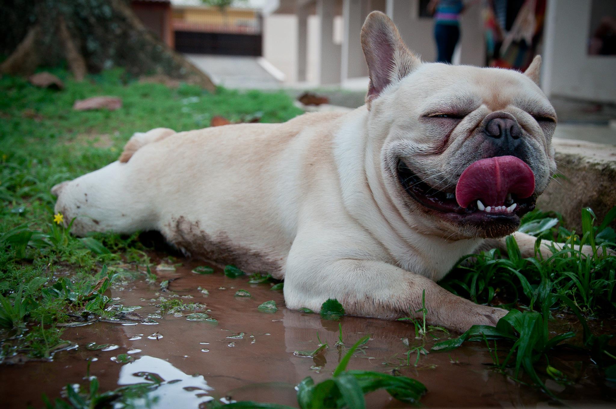 Bulldog Francês - Um cão cheio de energia, muito fiel e super carinhoso! 5