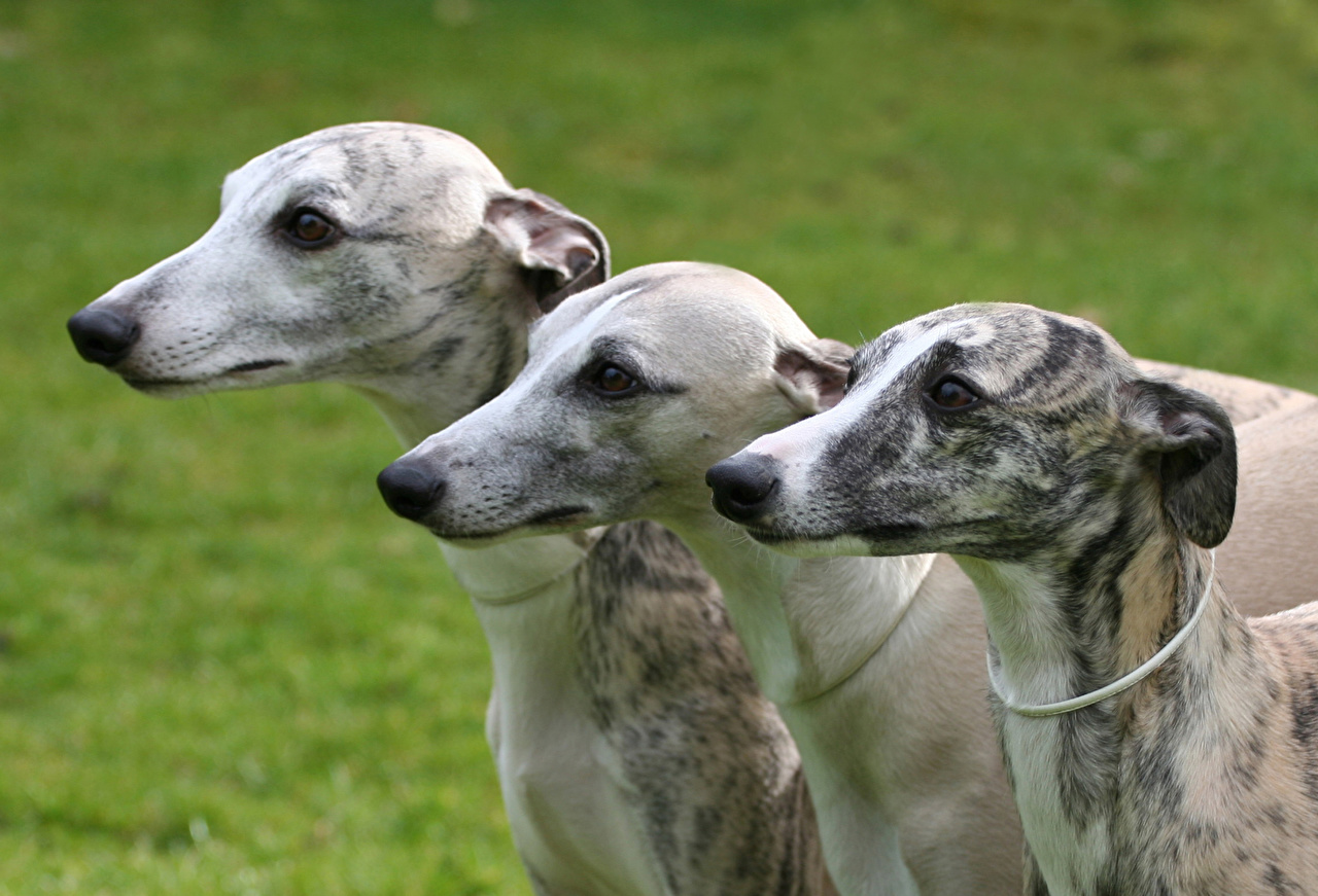 Galgo Inglês - Um cão elegante, nobre, discreto e lindo! 3