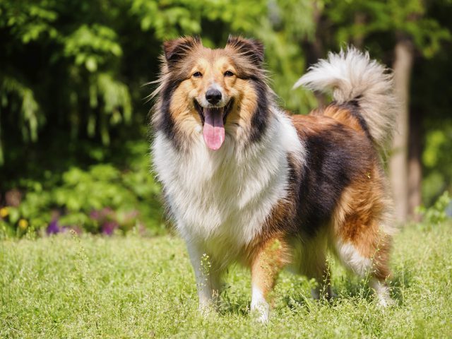 Collie - Uma raça de cães cheia de beleza, energia e simpatia! 8