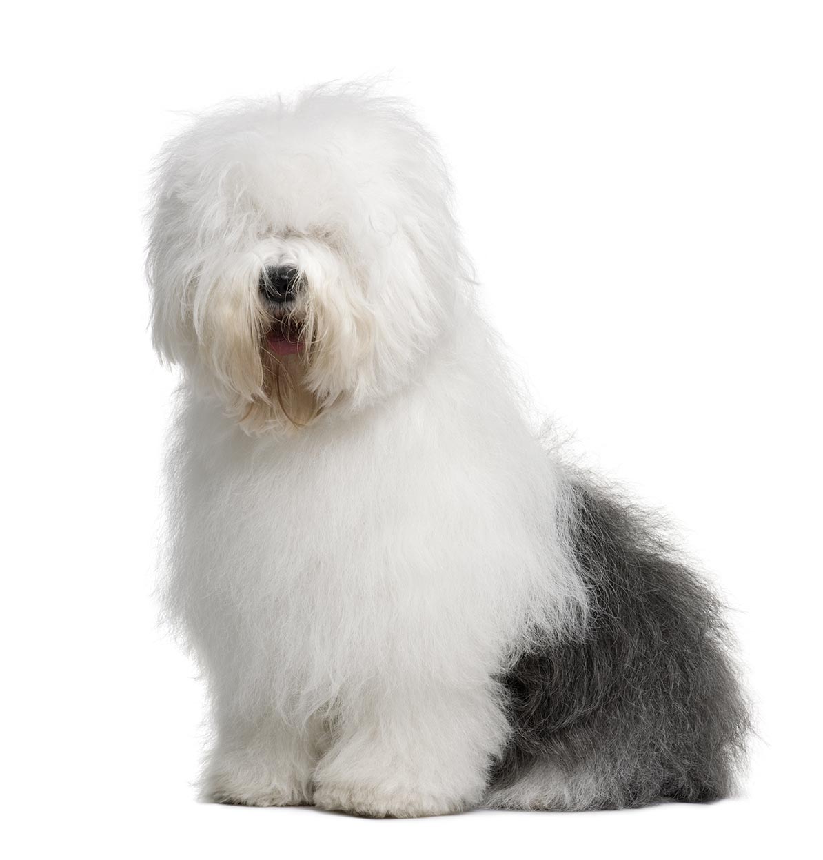 Este é o Old English Sheepdog 