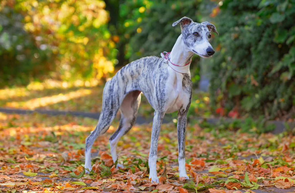 Galgo Inglês - Um cão elegante, nobre, discreto e lindo! 11