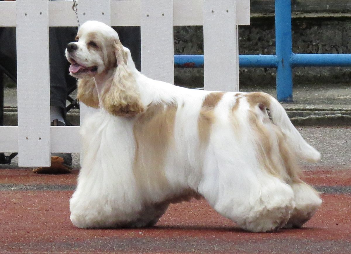 Cocker Spaniel Americano - Uma raça de cães felizes! 1