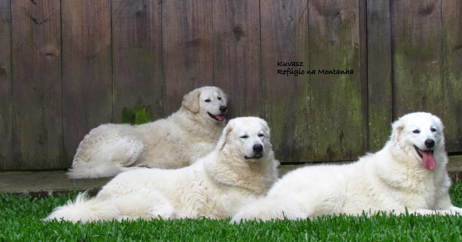 Família de Kuvasz!