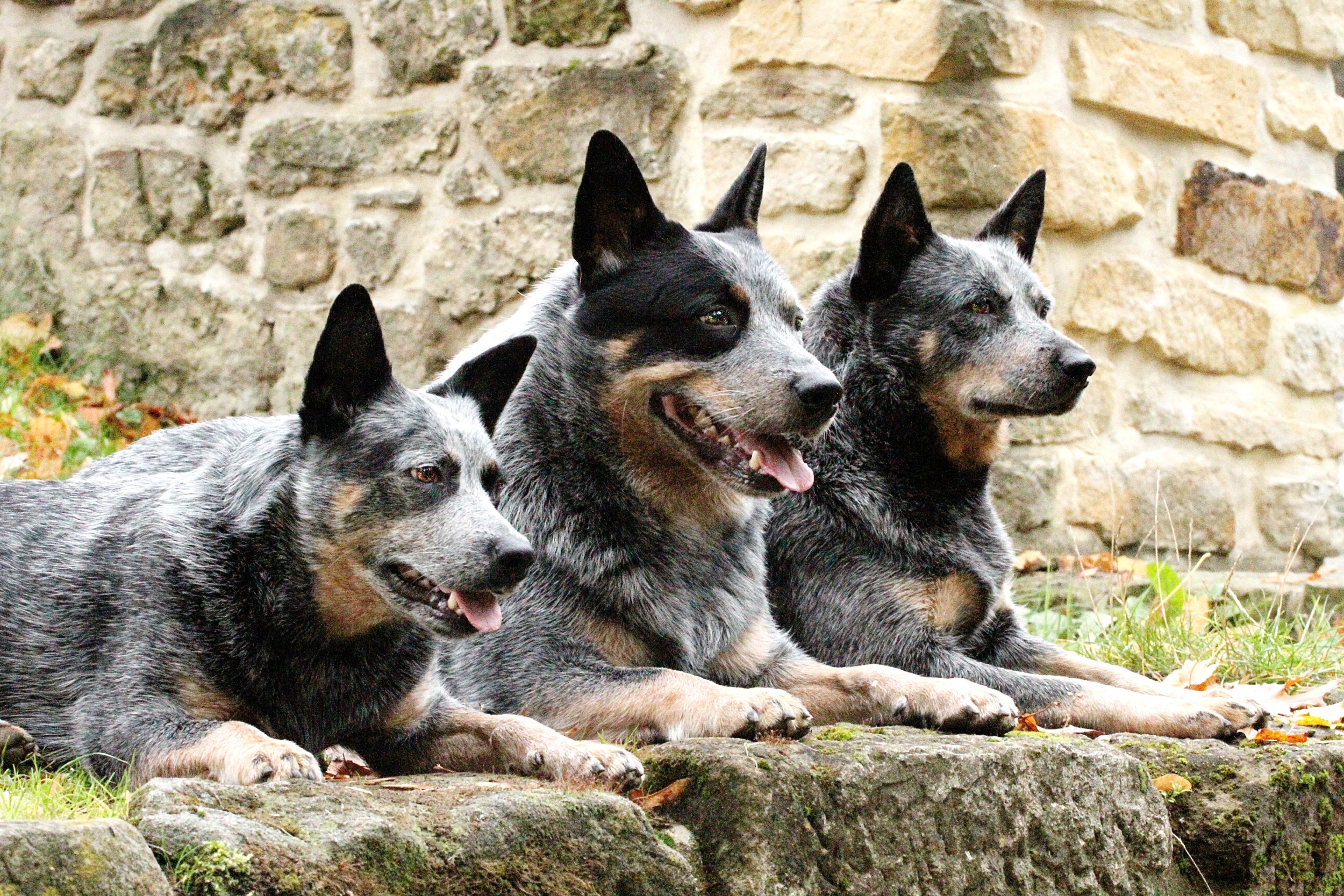 Boiadeiro Australiano - O cão de companhia mais corajoso de todos! 5