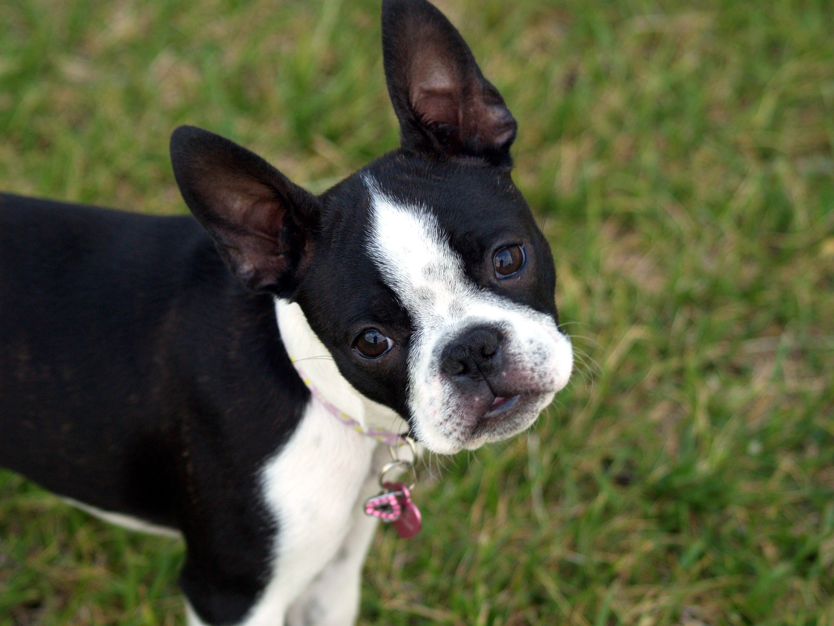 Boston Terrier - Lindo, estiloso, divertido e ótimo companheiro! 3