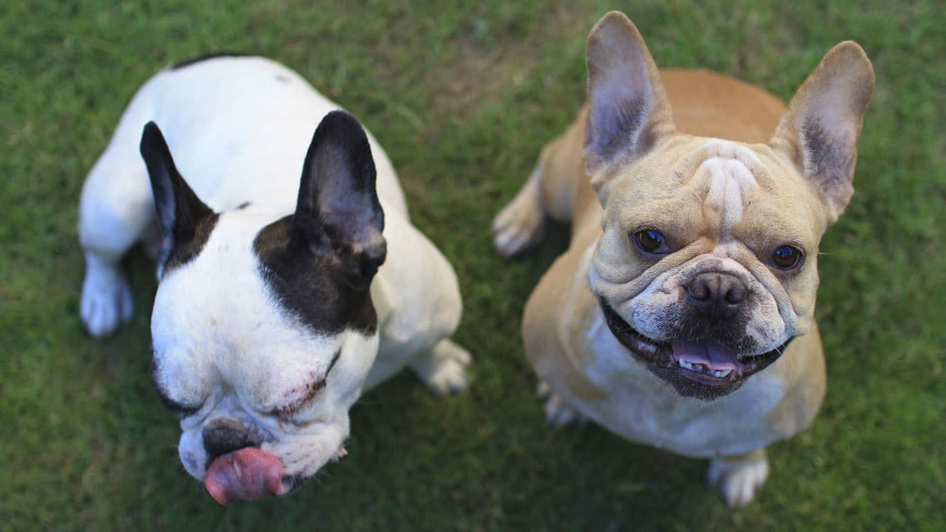 Bulldog Francês - Um cão cheio de energia, muito fiel e super carinhoso! 6