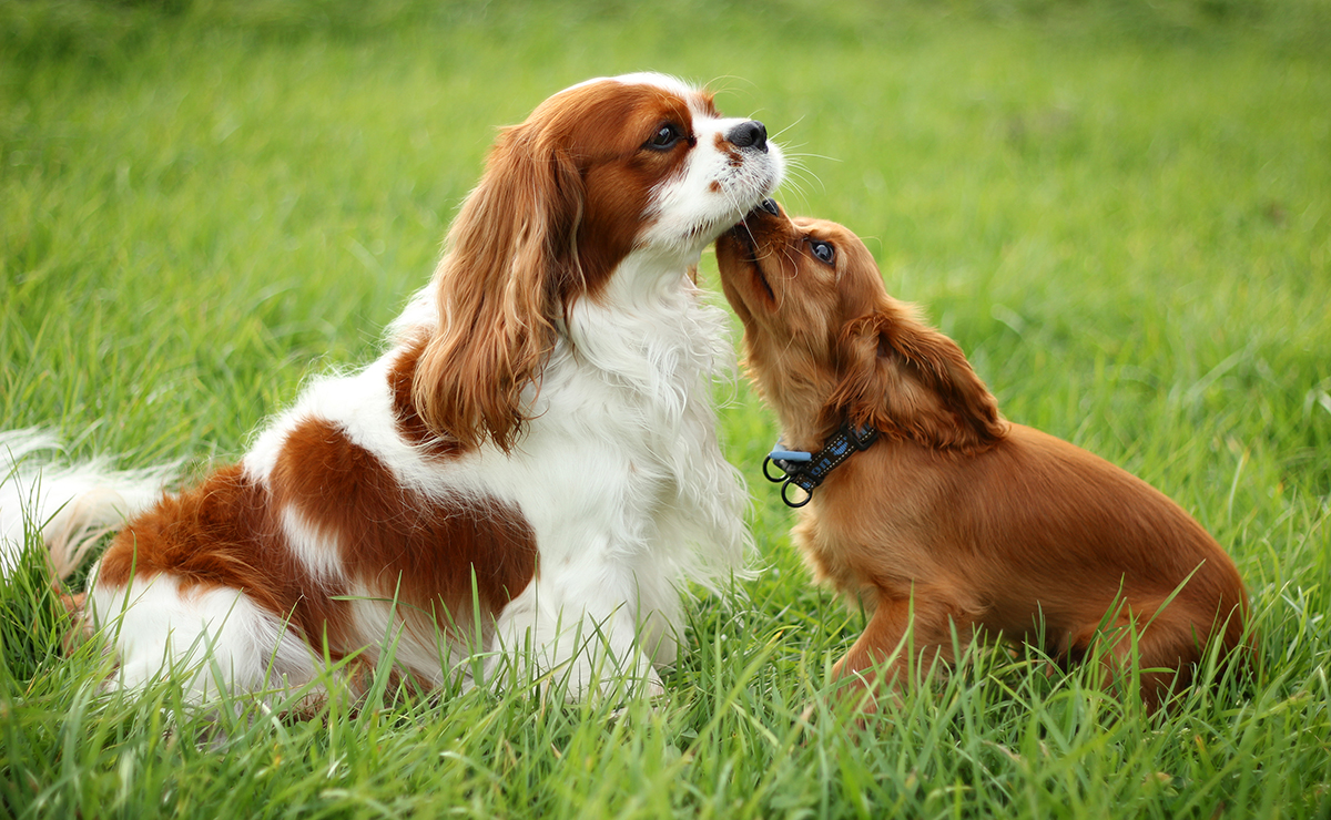  Cavalier King Charles Spaniel em momento família